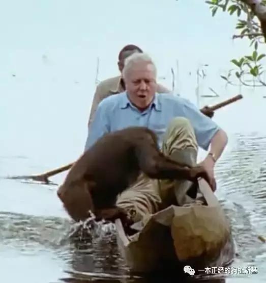 大卫爱登堡致辞,大卫爱登堡国语版