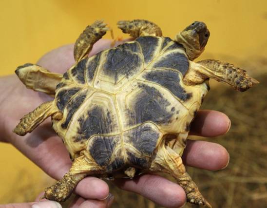 世界上真的有双头龟吗,双头乌龟是怎么出现的