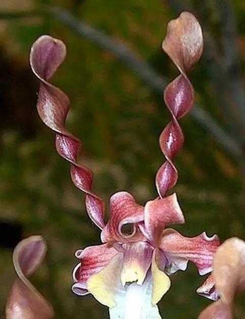 世界上有多少种花朵罕见 (最罕见的十大花朵排行榜)