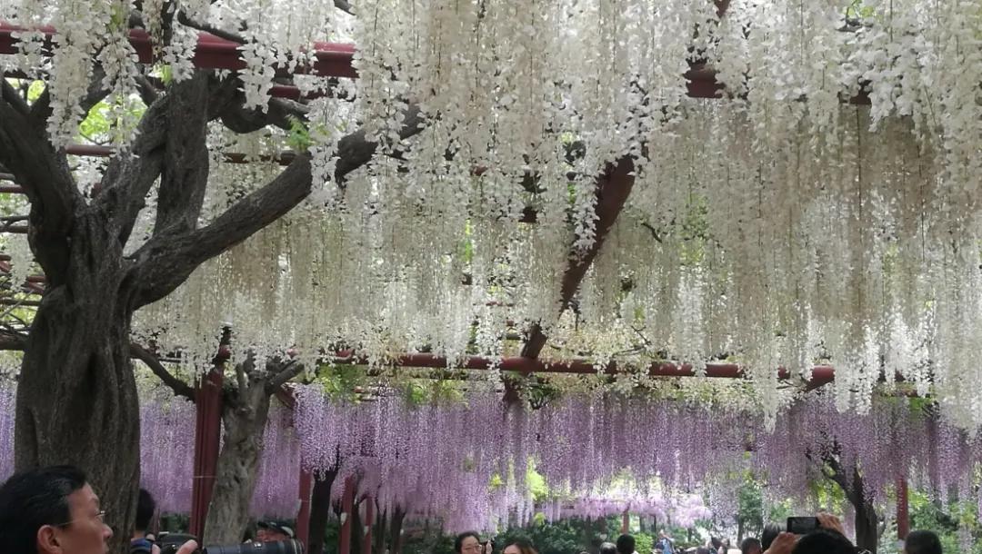 网红古树紫藤花,网红紫藤花