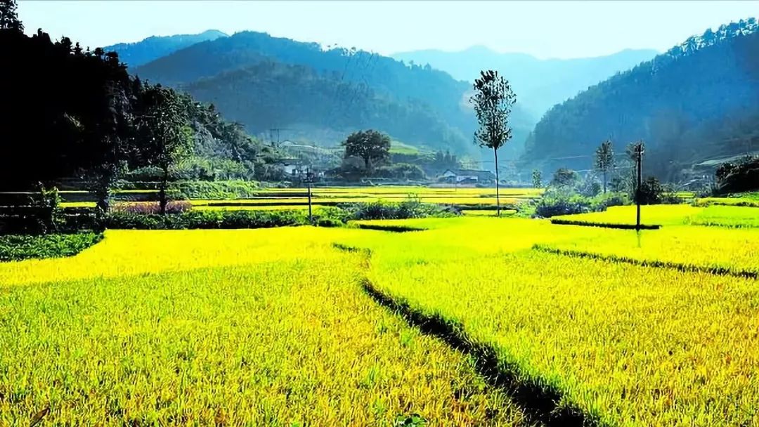 农业托管的十种模式,玉米土地托管经营模式