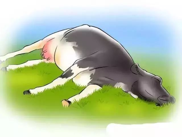 怎么辨别奶牛的奶真假,奶牛分娩前有哪些征兆