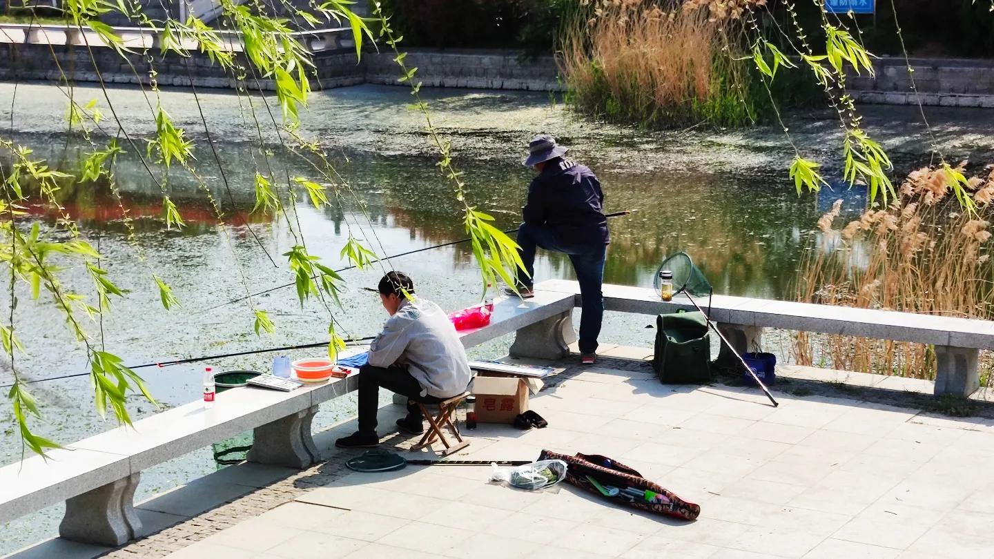 夏天鲫鱼钓着钓着停口怎么回事,黑坑鲫鱼突然停口怎么办