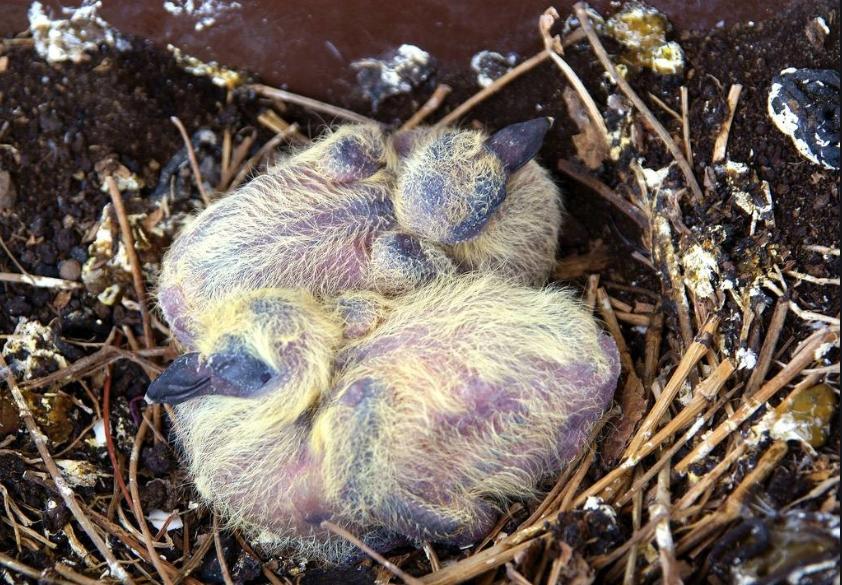 从雏鸟长到成年要多长时间,刚出壳的幼鸟大鸟怎么喂养幼鸟