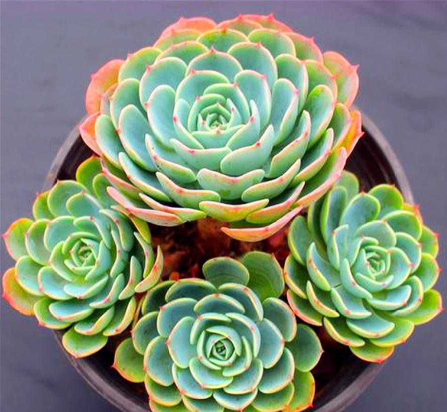 玉蝶侧芽怎么养成老桩,玉蝶老桩怎么修剪桩型