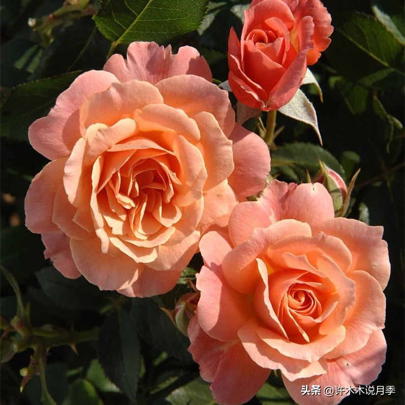 买到假月季苗怎么办,怎样网购月季不受骗