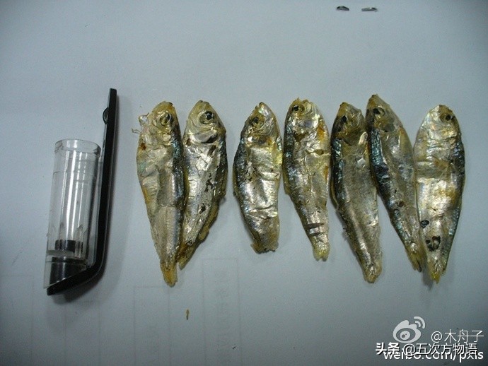 沙丁鱼的样子,真正的沙丁鱼