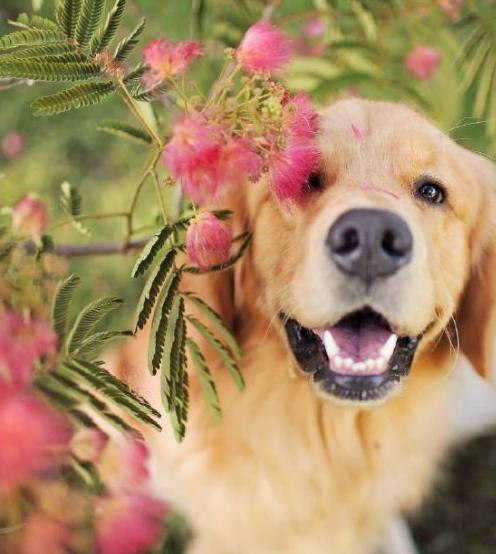 养金毛犬的6大益处,养金毛犬的注意哪些细节