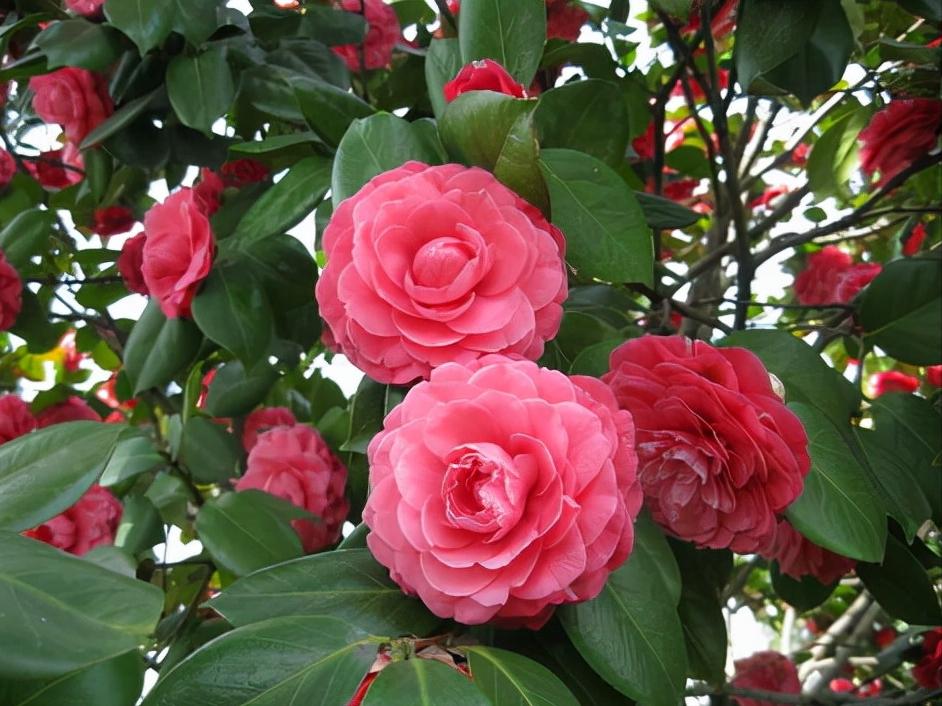 花卉绿植种植大全,温室常见的花卉