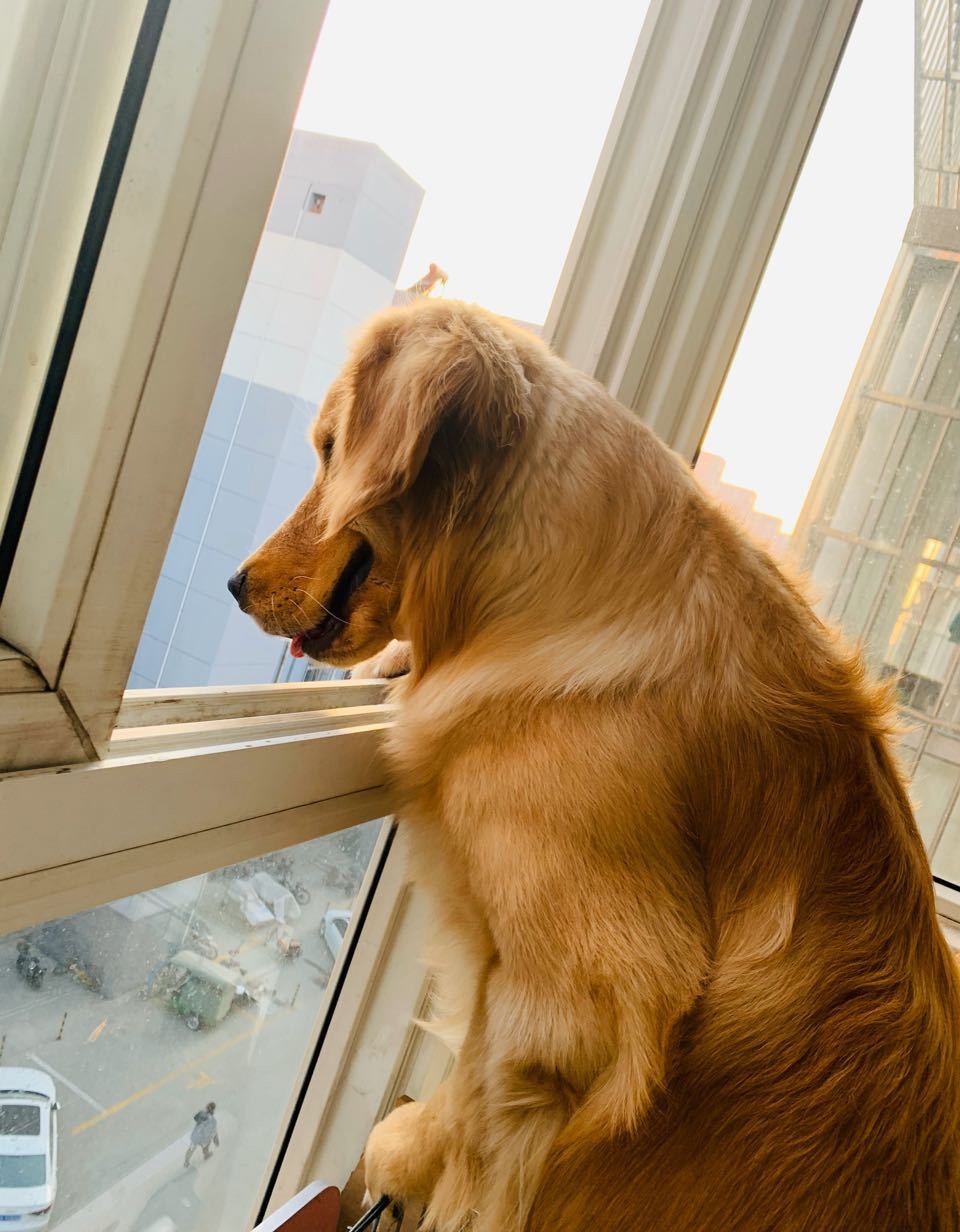 金毛在家里哭了,金毛跳楼