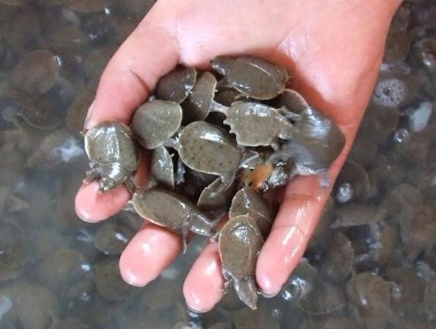 池塘甲鱼养殖技术与管理方法,甲鱼养殖是特种养殖吗