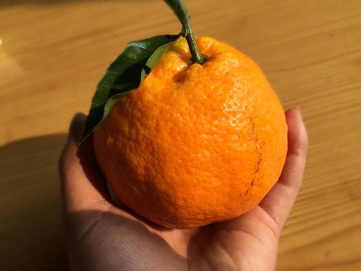 粑粑柑和丑橘不知火是一种水果吗,丑橘和粑粑柑是有什么区别