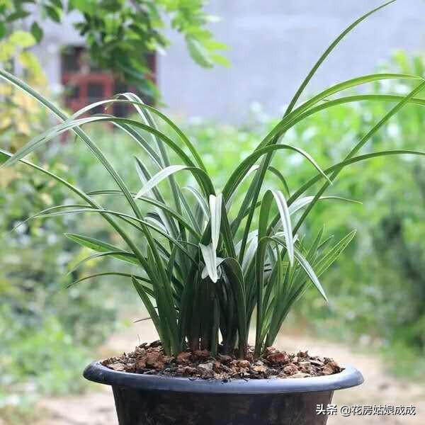 养兰花用深的盆好还是用浅的盆好,现在兰花能换盆么是浅种还是深种