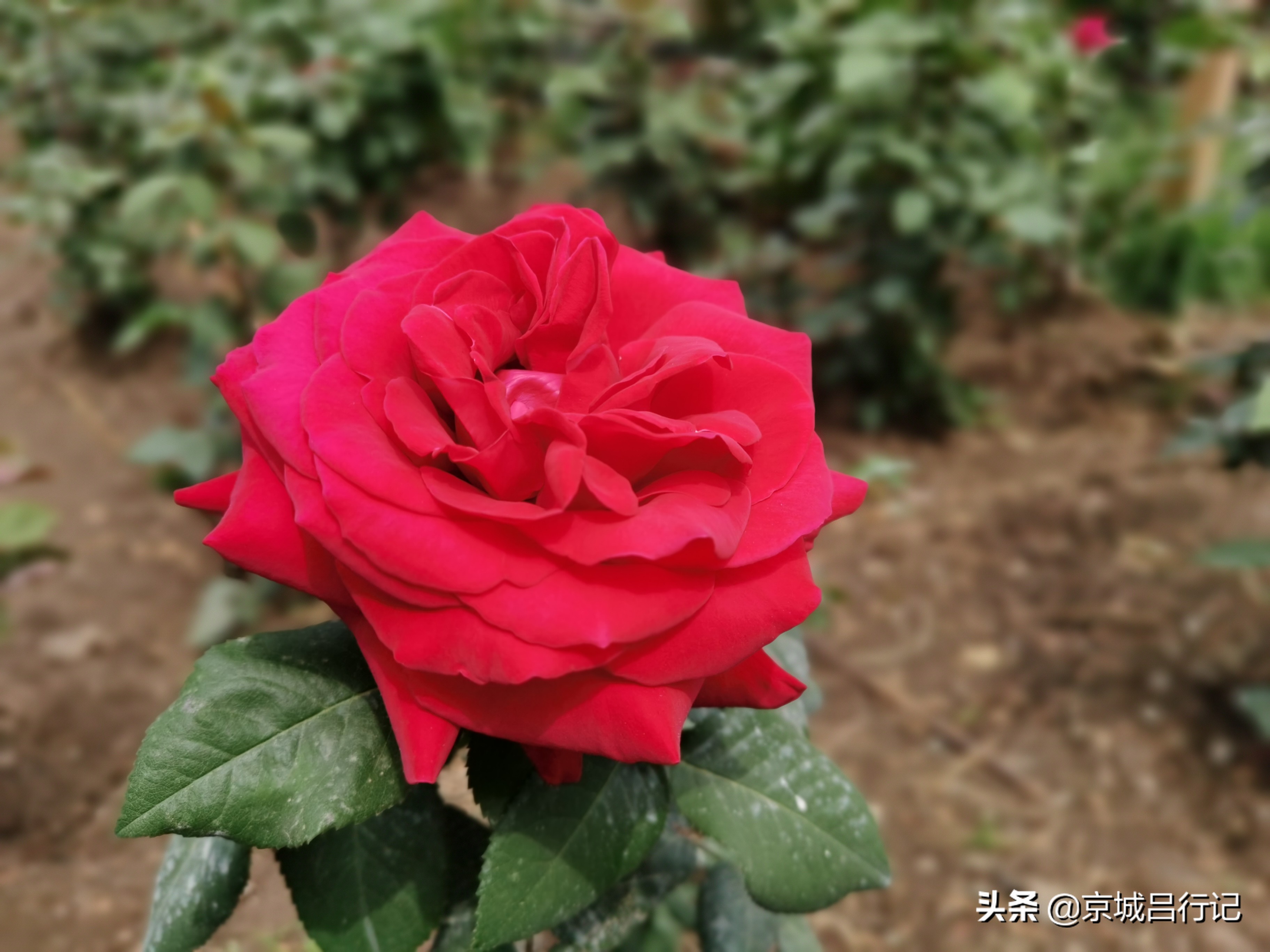 公园拍摄的月季花图片,在公园拍的牡丹花