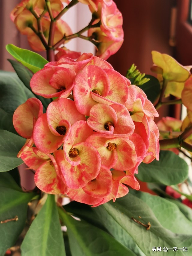 我对自然的认知,我对自然之书的理解