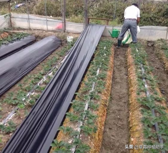 草莓铺地膜前多久不要浇水,草莓铺膜前注意什么