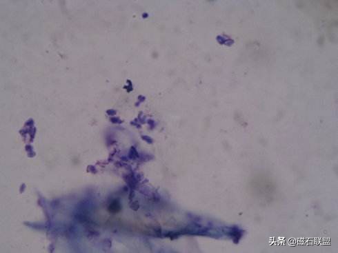 法斗洗澡的正确方法不臭,法斗洗澡臭怎么办
