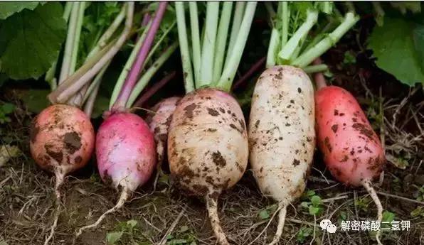 磷酸二氢钾在作物成熟期使用配方 (磷酸二氢钾适合哪些农作物怎么用)