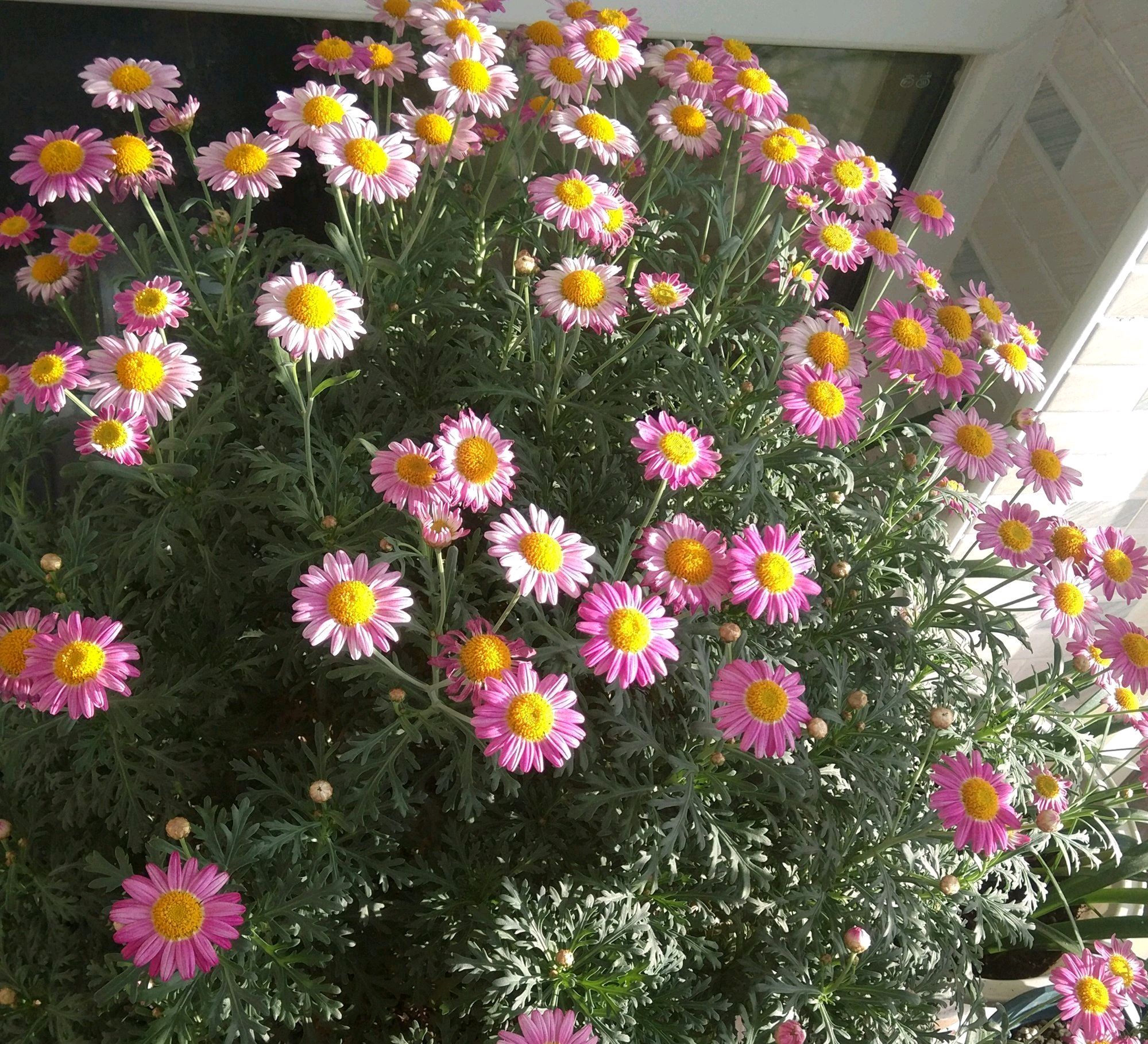 带花苞的菊花移栽后蔫了怎么办,玛格丽特小菊花养殖技巧