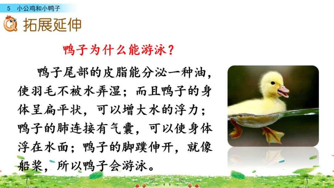 小公鸡和小鸭子一年级下册组词,一年级语文小公鸡和小鸭子复习