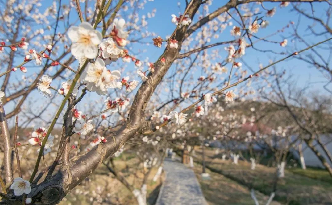 苏州西山十大知名农家乐有哪些,带你走一走苏州的太湖边农家乐
