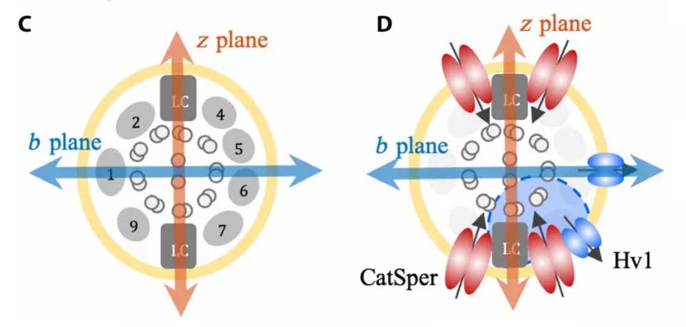 人类的精子是如何来的,人类精子从何而来