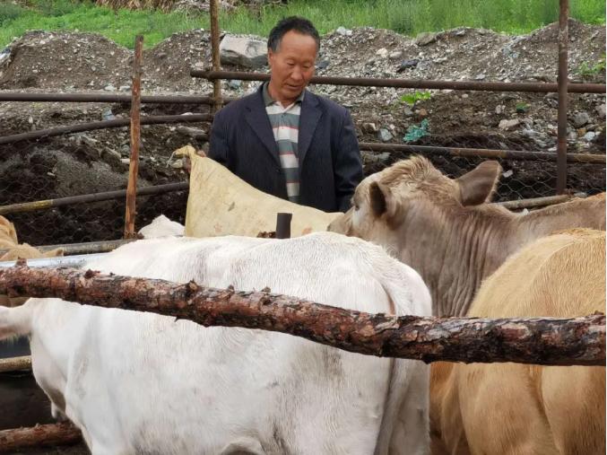 村长带动村里养牛致富,养牛大户带动身边人致富