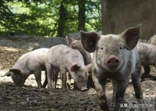 澳门猪肉,澳门猪肉价格