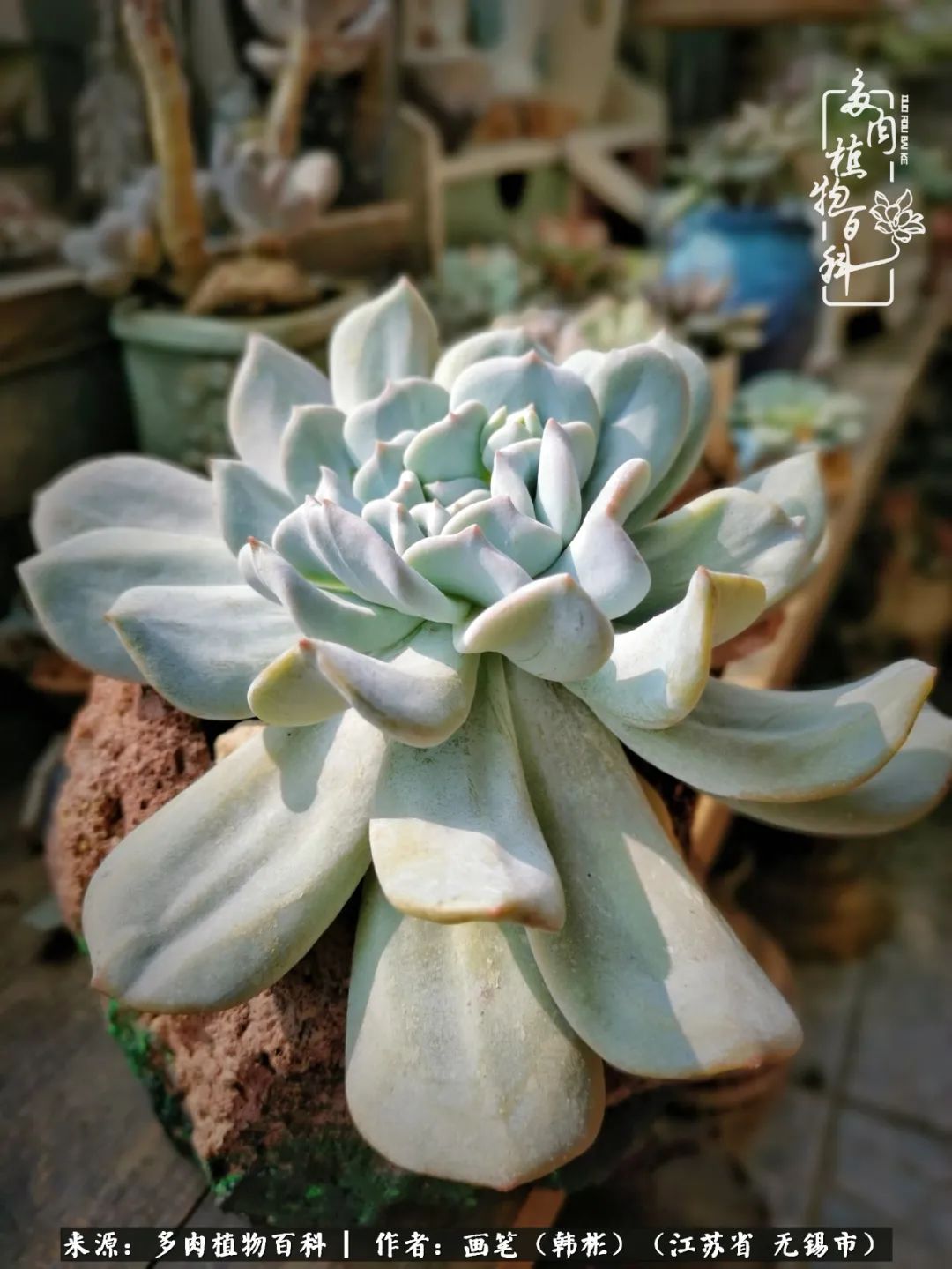 阳台多肉花园简直美翻了,适合男生养的多肉