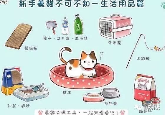 养猫怎样照顾猫,刚刚领养幼猫怎么养