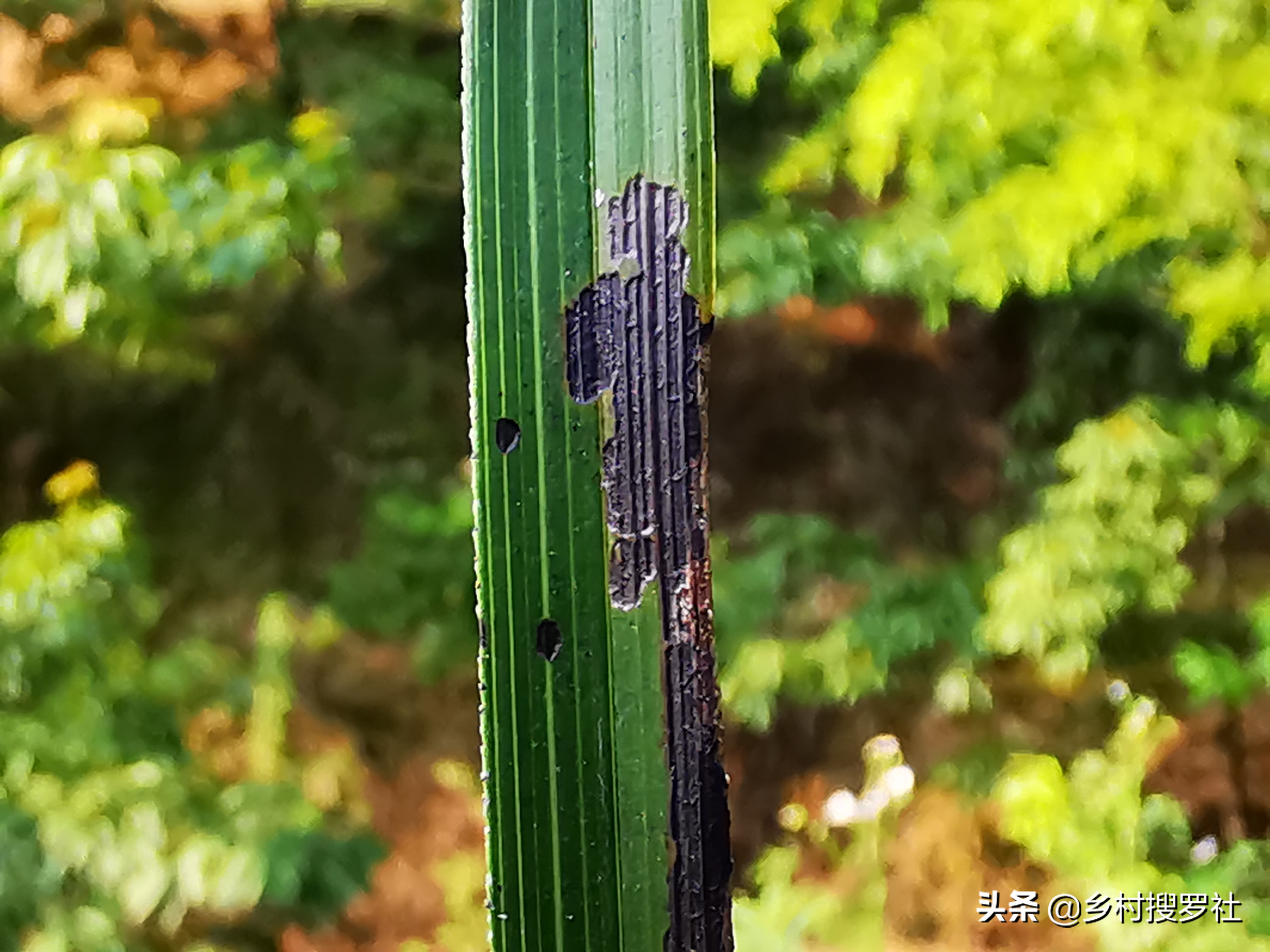 叶片起黑斑冬季爆发的兰花疾病,恶霉灵能治疗兰花叶片发黄黑斑吗