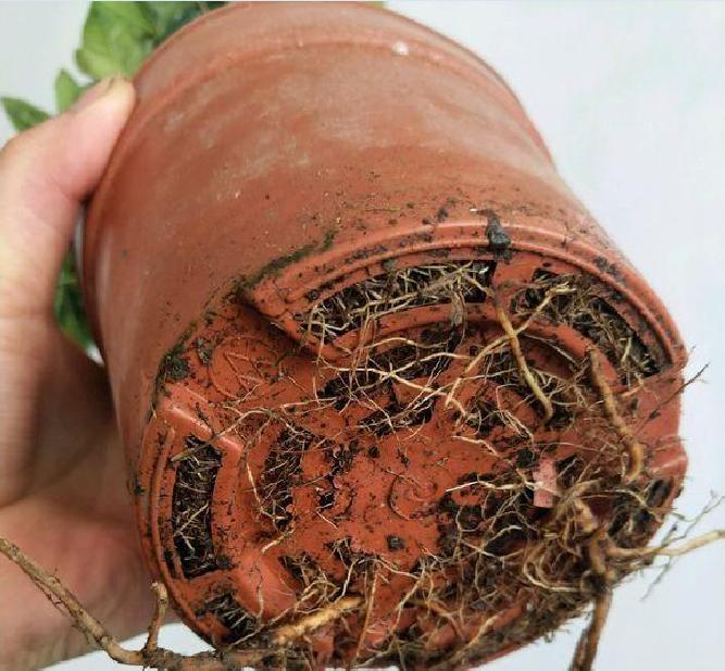 栀子花黄叶有什么好办法,栀子花买回家就黄叶掉花苞