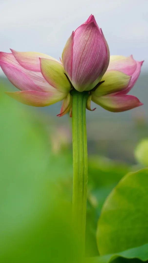 并蒂莲七绝二首,并蒂莲七绝诗