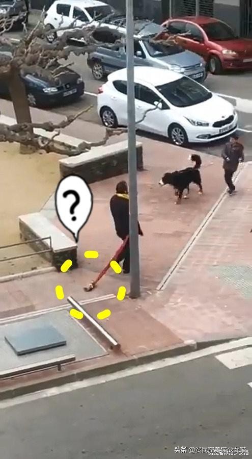 西班牙狗狗一天被遛38次,西班牙狗狗一天被遛33次