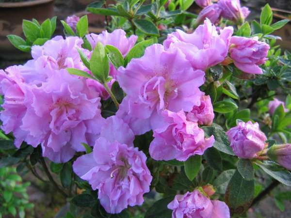 杜鹃花叶子枯萎的补救办法,杜鹃花叶子干枯怎么办