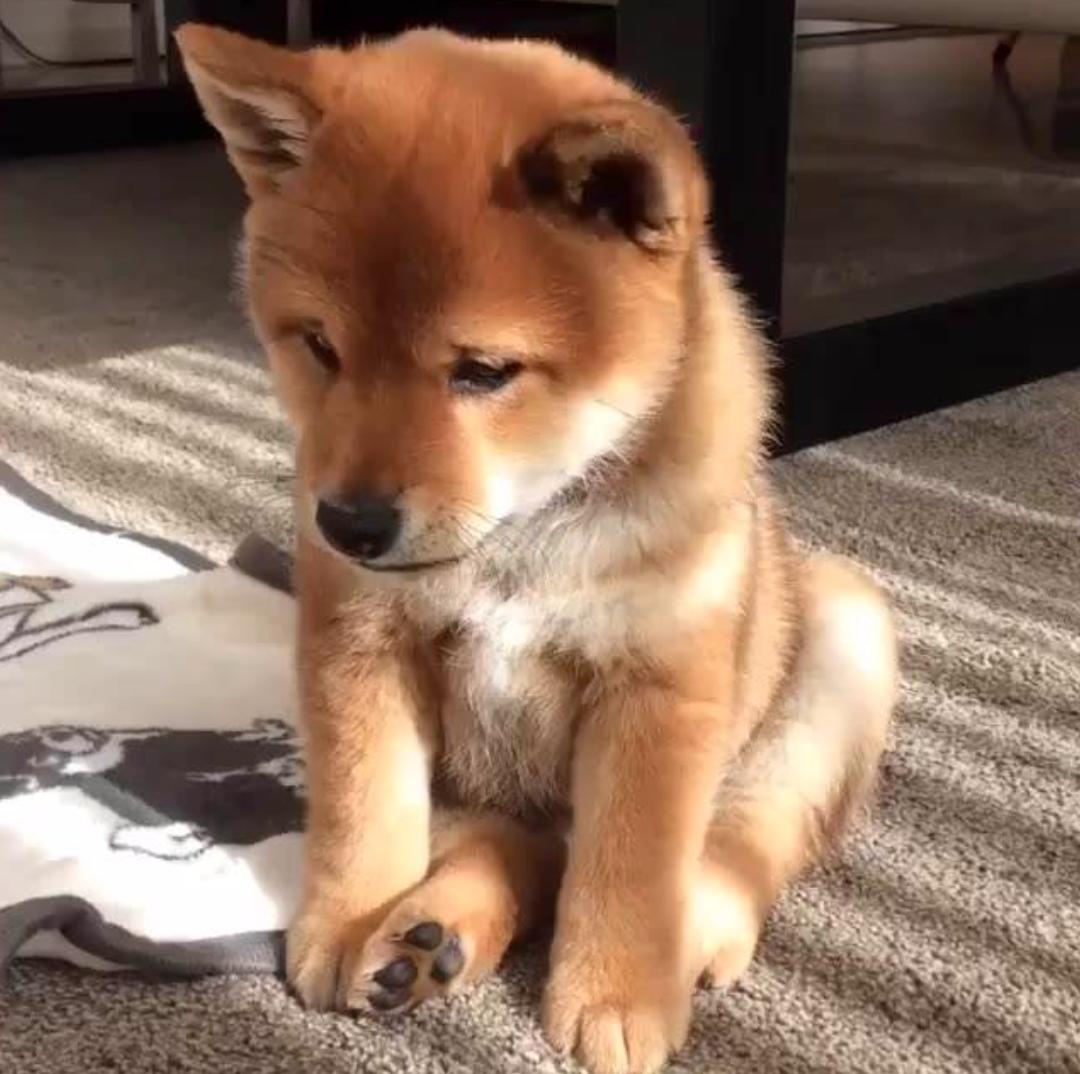 苹果新品京东有白条免息吗,京东苹果分期免息24期购买方法