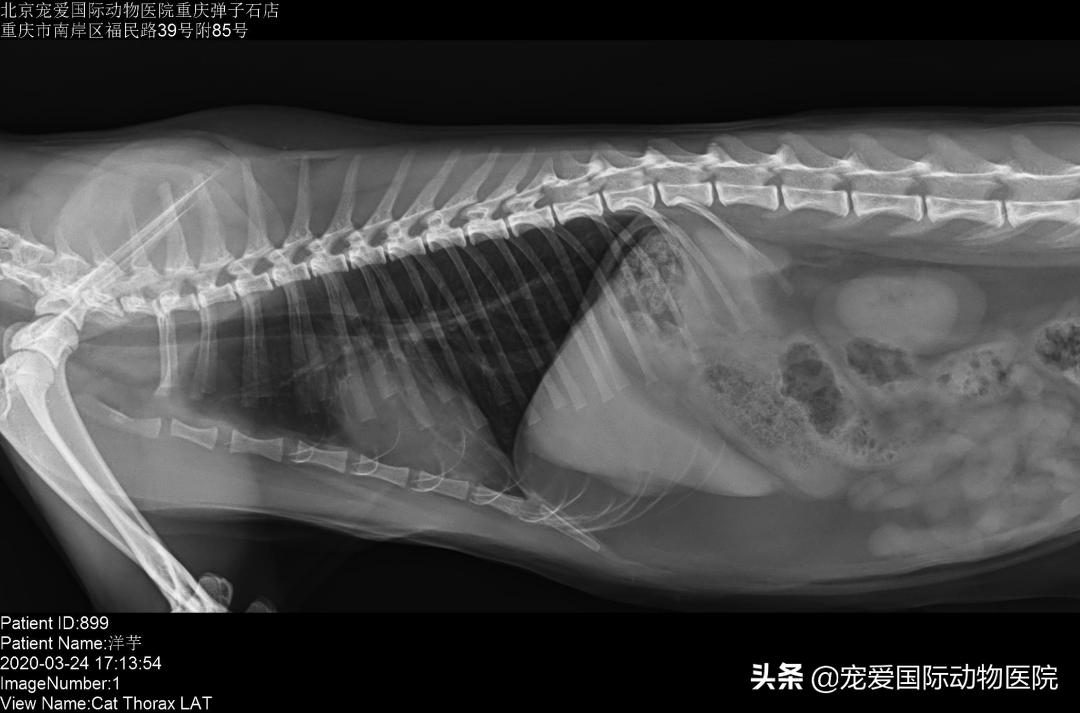 猫传腹治好了还会传染给其他猫吗,猫传腹打441见效后会一直变好吗