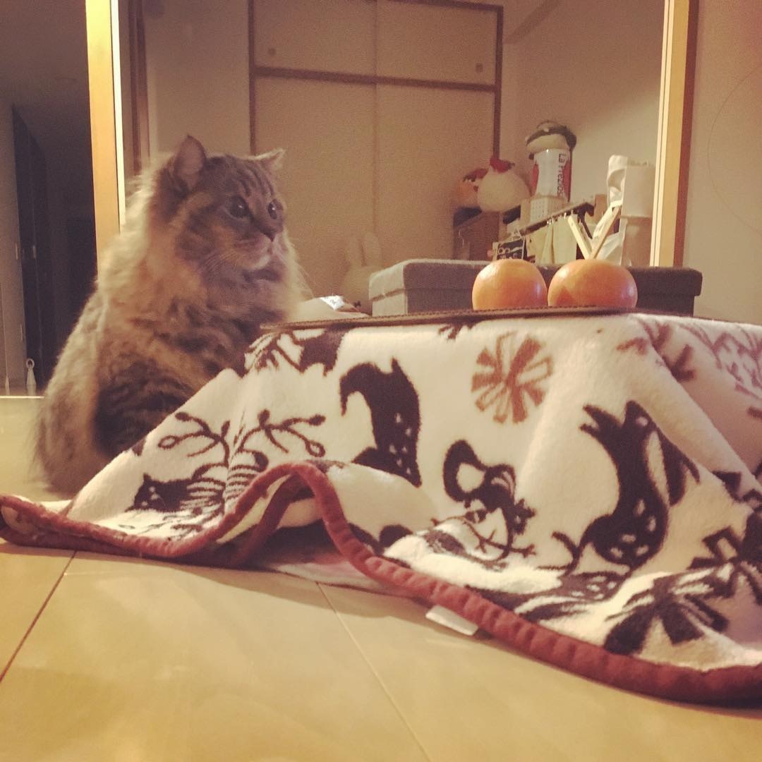 日本网店出奇招拉生意，橘子箱可变成猫用被炉，引得猫奴买箱还橘