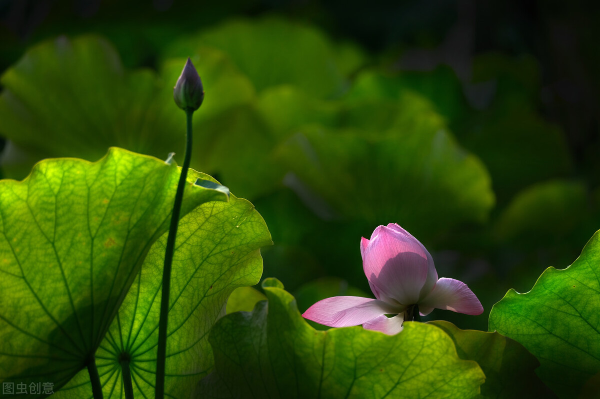 读过故人庄,读过故人庄有什么感受