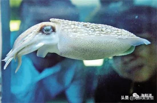 十种最美味海鲜,100种常见海鲜大全图