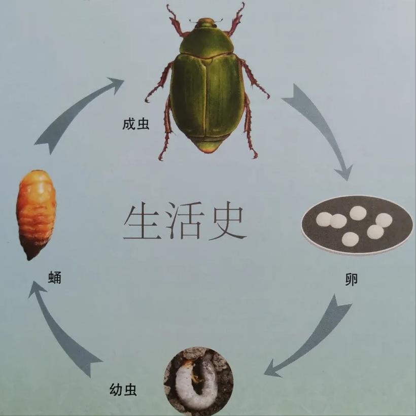 淡水龟的防治方法,猪鼻龟病虫害防治
