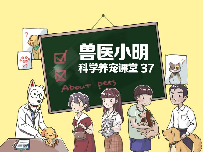 狗狗湿疹用药后多久能恢复,狗狗湿疹怎么治好得快用什么药