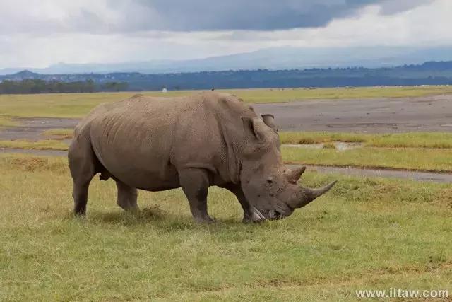 犀牛是否是牛科动物,动物大百科介绍之犀牛