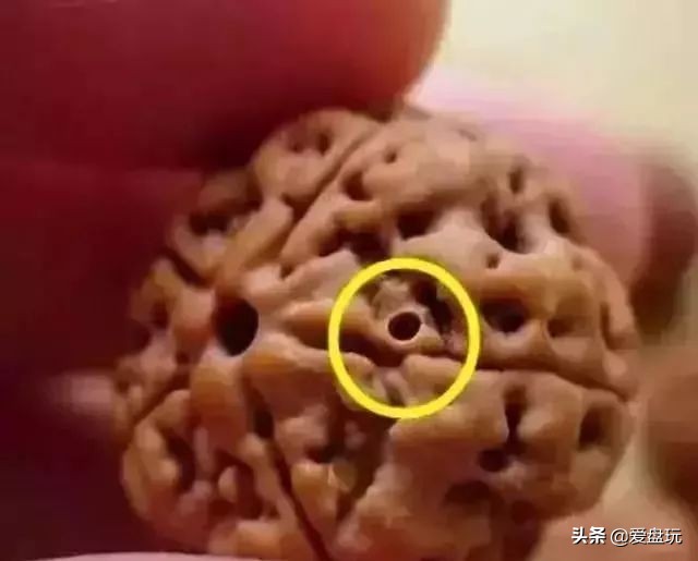 手串里有小白虫是什么虫子,手串上的虫子是哪来的