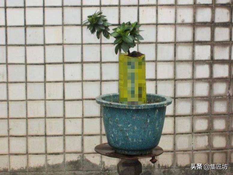 提根杜鹃盆景欣赏,杜鹃提根盆景浇水