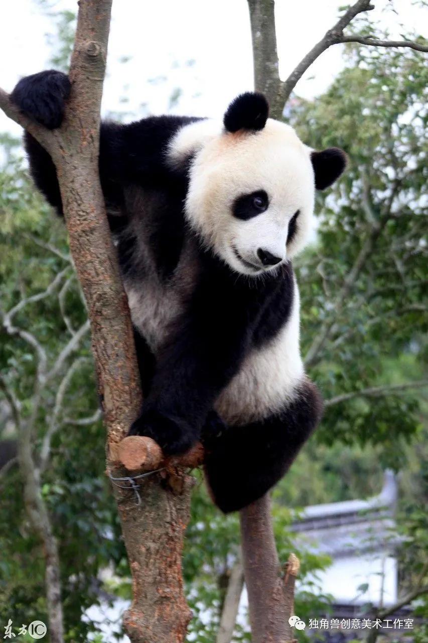 你没见过的熊猫绘画,熊猫绘画抖动修正怎么用