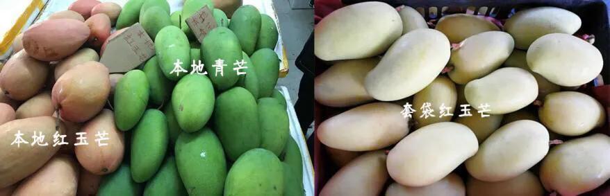 芒果品种西施芒,芒果品种四季蜜芒