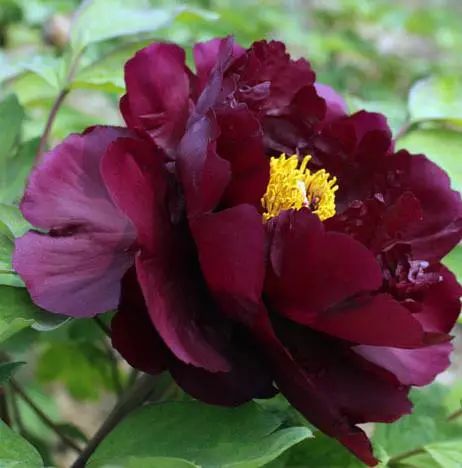 青龙卧墨池牡丹花,青龙卧墨玉牡丹