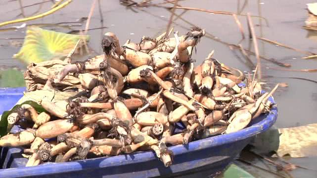 向往的农村生活怎么赚钱,回农村花百万打造向往的生活