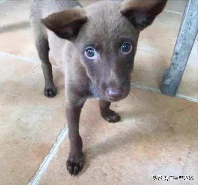 小伙花50买一条狗,男子贪图便宜便网购了一只哈士奇